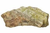 Dinosaur (Triceratops) Frill Shield Section - Montana #347974-1